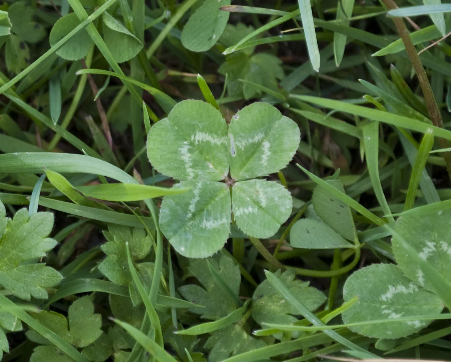 Four-leaf_Clover.webp